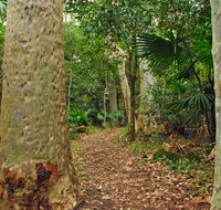 Depot Beach Rainforest walk - Surfers Gold Coast