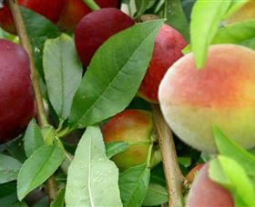 Fruit Salad Tree Company - Surfers Gold Coast 0