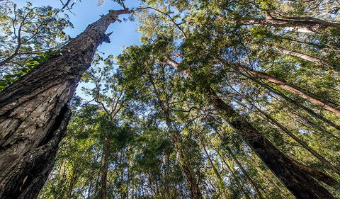 Brimbin Nature Reserve - Surfers Gold Coast 3