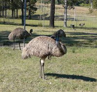 Glen Ian Ostrich and Emu Farm - Surfers Gold Coast