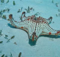 The Pines Dive Site - Surfers Gold Coast
