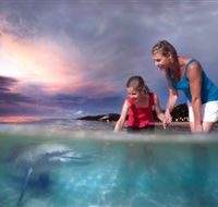 Tangalooma Dolphin Feeding - Surfers Gold Coast