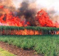 Reeves Family Sugar Cane Farm - Surfers Gold Coast