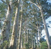 The Great Forest Trees Drive - Surfers Gold Coast