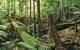 Wollumbin-Mount Warning National Park - thumb 0