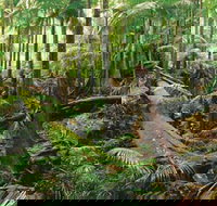 Wollumbin-Mount Warning National Park - Surfers Gold Coast