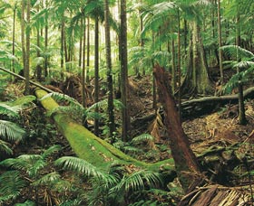 Wollumbin-Mount Warning National Park - Surfers Gold Coast 0
