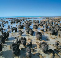 Hamelin Pool Stromatolites - Surfers Gold Coast