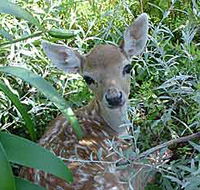 Mesopotamia Lodge Deer Park - Surfers Gold Coast