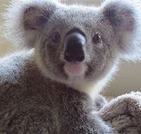 Koala Care Centre in Lismore - Surfers Gold Coast