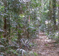 Big Scrub loop walking track - Surfers Gold Coast