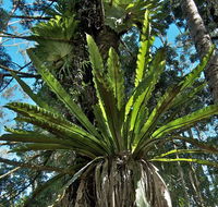 Whian Whian State Conservation Area - Surfers Gold Coast