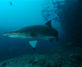 Henderson Rock Dive Site - Surfers Gold Coast 1