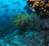 Henderson Rock Dive Site - Surfers Gold Coast