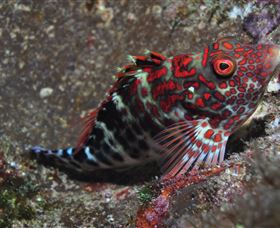 Henderson Rock Dive Site - Surfers Gold Coast 3