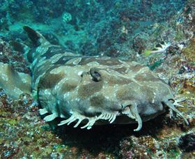 Henderson Rock Dive Site - Surfers Gold Coast 2