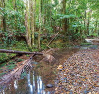 Ulidarra National Park - Surfers Gold Coast