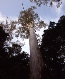 Orara East State Forest - Surfers Gold Coast 3