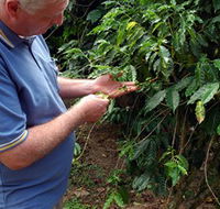 Wombah Coffee Plantation - Surfers Gold Coast
