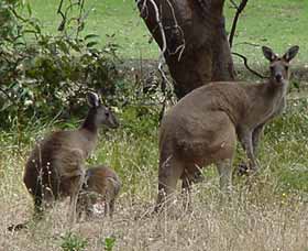 Capel Golf Club - Surfers Gold Coast 2