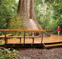 Burrawan State Forest - Surfers Gold Coast