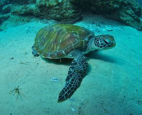 Manta Bommie Dive Site - Surfers Gold Coast 3