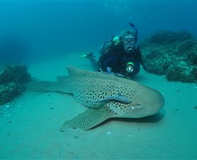 Manta Bommie Dive Site - Surfers Gold Coast 1