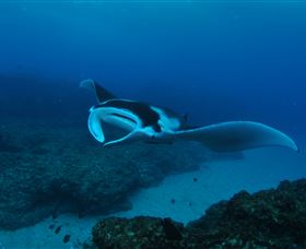 Manta Bommie Dive Site - Surfers Gold Coast 2