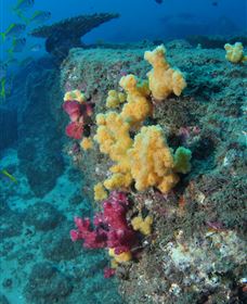 Shag Rock Dive Site - Surfers Gold Coast 0