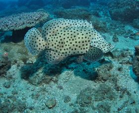 Shag Rock Dive Site - Surfers Gold Coast 2