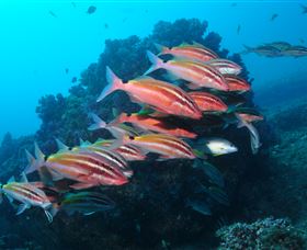 Flat Rock Dive Site - Surfers Gold Coast 0