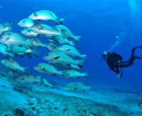 Flat Rock Dive Site - Surfers Gold Coast 3