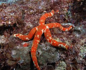 Flat Rock Dive Site - Surfers Gold Coast 2