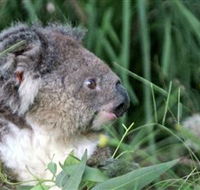 Koala Hospital - Surfers Gold Coast