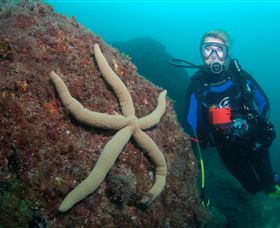 Cook Island Dive Site