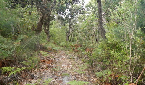 Kinchela Trig Lookout Walk - Surfers Gold Coast 0