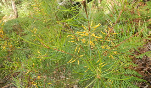 Kinchela Trig Lookout Walk - Surfers Gold Coast 1
