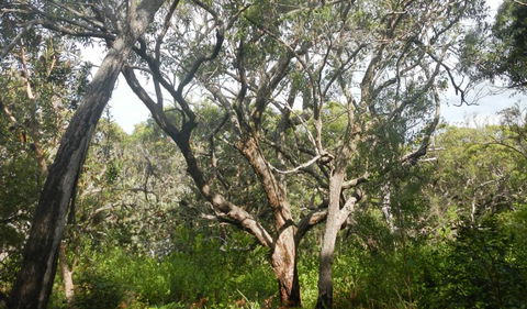 Kinchela Trig Lookout Walk - Surfers Gold Coast 2