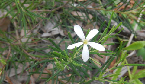 Kinchela Trig Lookout Walk - Surfers Gold Coast 3