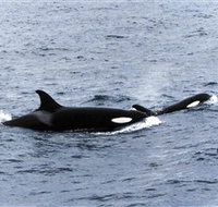 Killer Whale Trail - Surfers Gold Coast