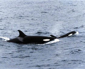 Killer Whale Trail - Surfers Gold Coast 0