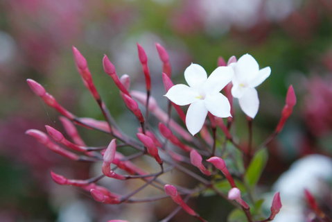 Jasmin Organics Skincare Farm And Factory - Surfers Gold Coast 3