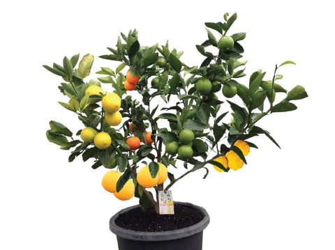 Fruit Salad Tree Company - Surfers Gold Coast 3