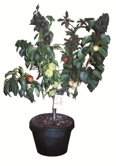 Fruit Salad Tree Company - Surfers Gold Coast 5