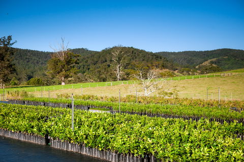 Fruit Salad Tree Company - Surfers Gold Coast 6