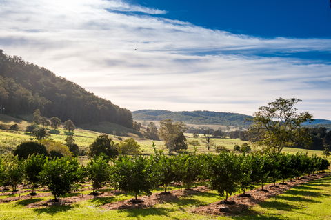 Fruit Salad Tree Company - Surfers Gold Coast 7