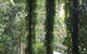 Sea Acres Rainforest Centre - thumb 1
