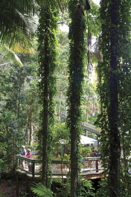 Sea Acres Rainforest Centre - Surfers Gold Coast 1