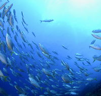 Cape Byron Marine Park - Surfers Gold Coast