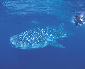 Ningaloo Reef - Surfers Gold Coast 0